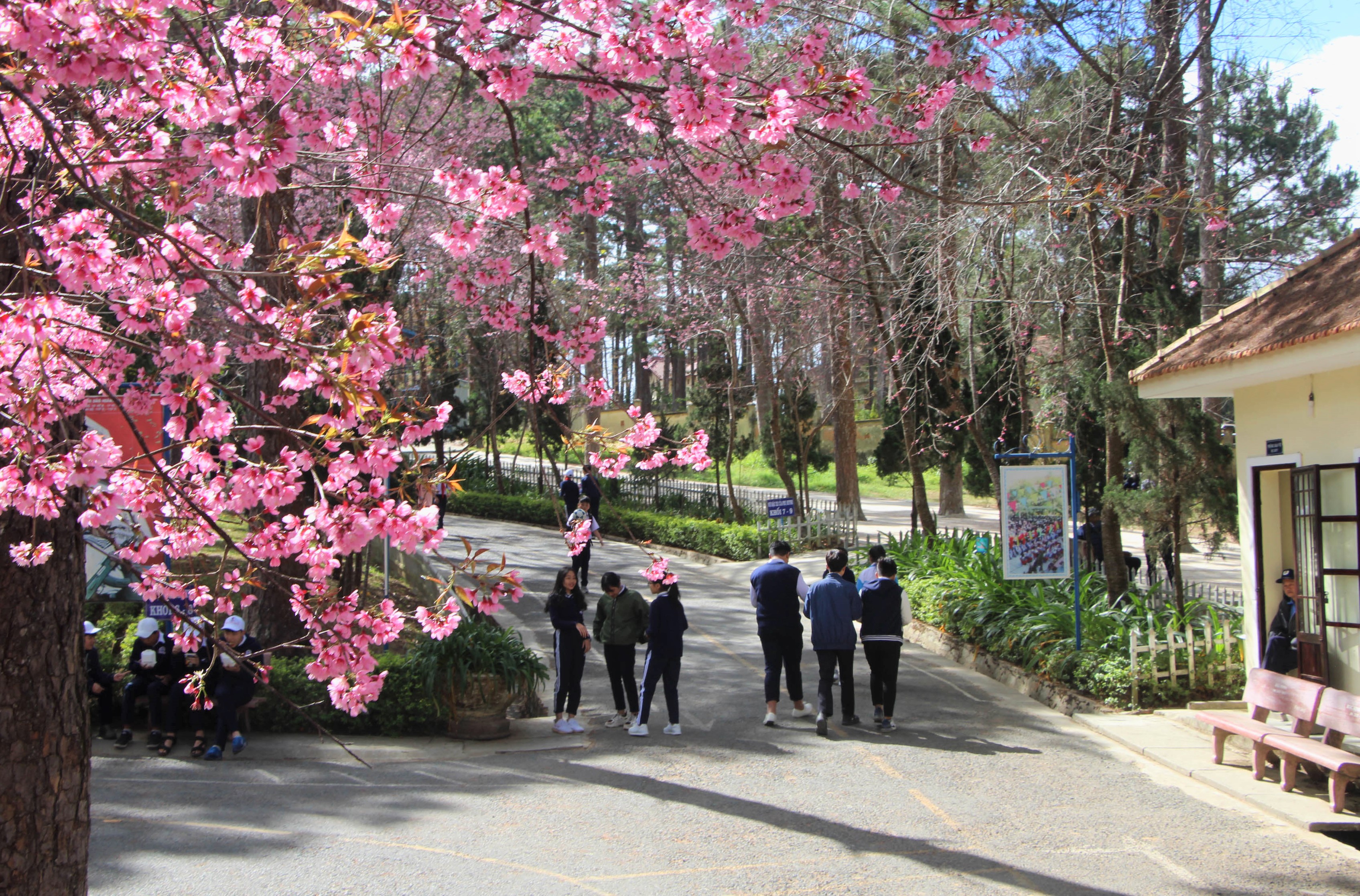 Đà Lạt rực rỡ mùa hoa mai anh đào